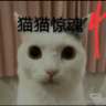 猫猫惊魂免费版